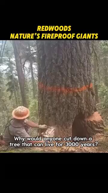 Love All Life Always #281 - Gigantic Fireproof Redwoods Attract Lightnings To Make Their Seeds Grow.