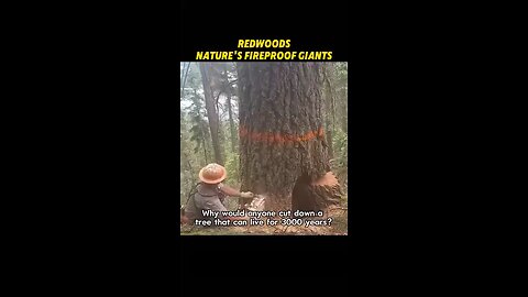 Love All Life Always #281 - Gigantic Fireproof Redwoods Attract Lightnings To Make Their Seeds Grow.