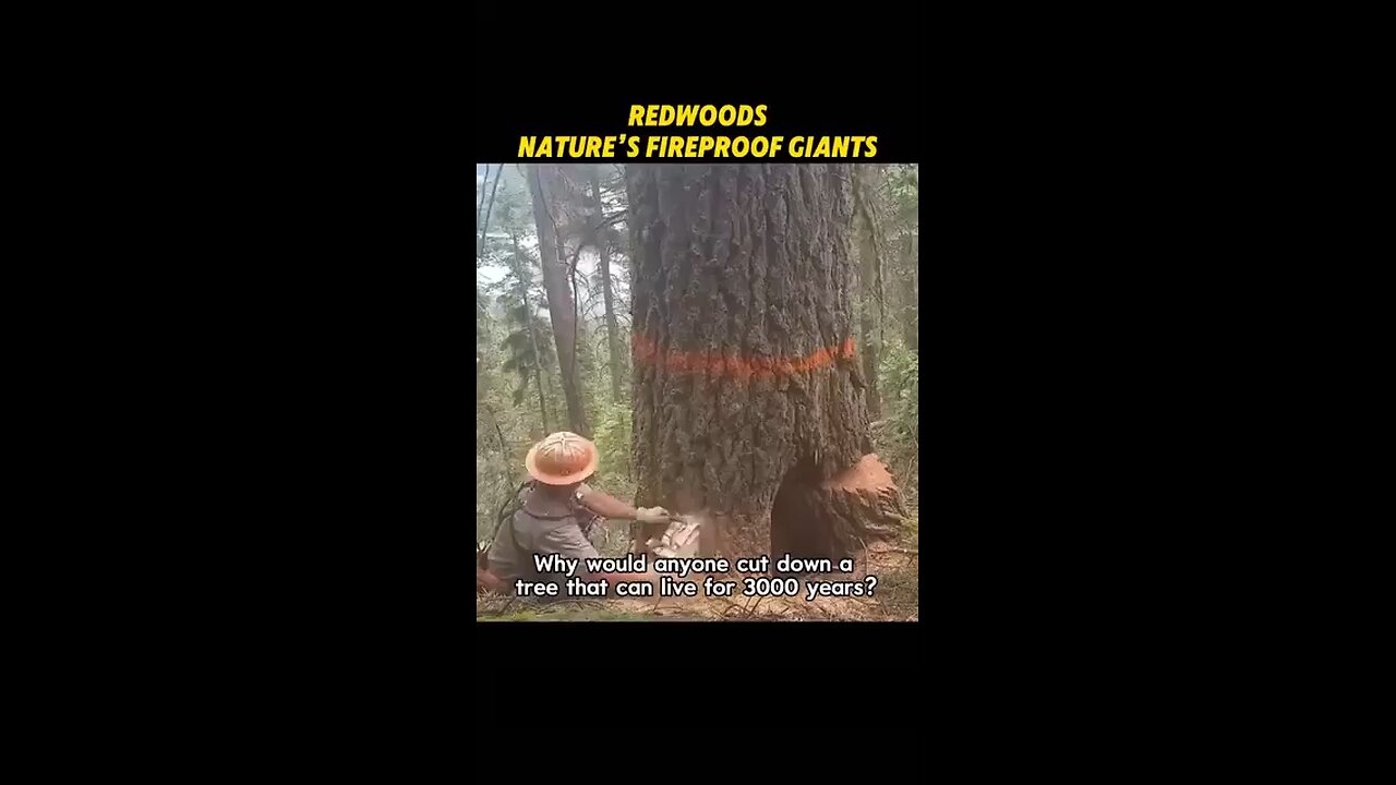 Love All Life Always #281 - Gigantic Fireproof Redwoods Attract Lightnings To Make Their Seeds Grow.