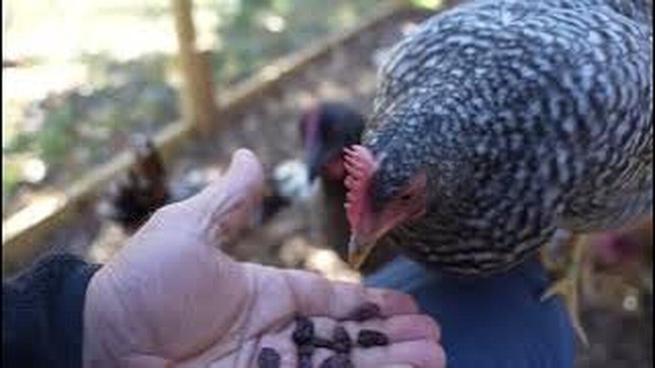 Only chickens know the "Great Value" of raisins.