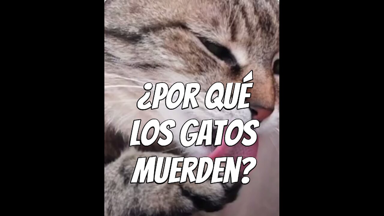 por-qué-los-gatos-muerden