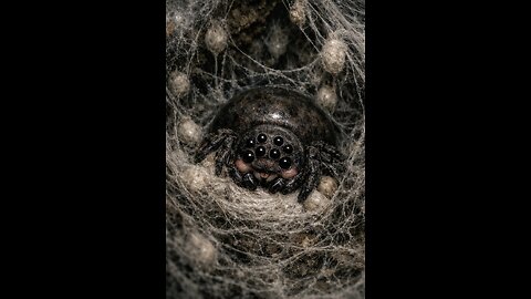 Feed the baby Shelob oOwOo !