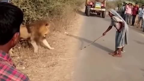 Omg 😱 tiger attack women 🙀! Scary moments u have never seen !