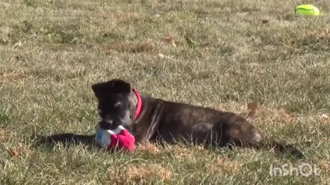 Kansas City Chiefs' Derrick Nnadi trains 'Parsnip' for Puppy Bowl