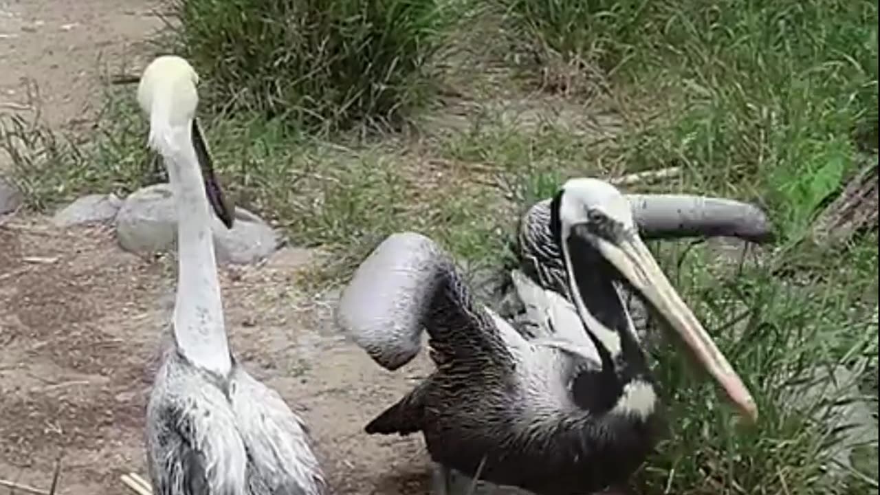 pelicanos