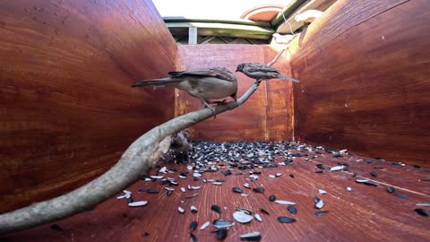 Sparrow snatches feather off sparrow.