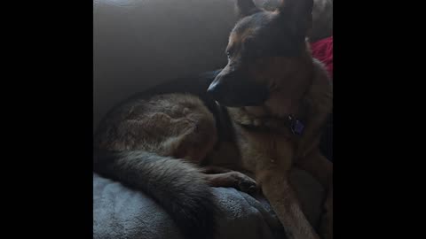 Virgil german shepherd.