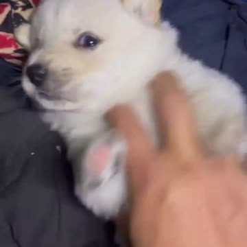 Adorable Dog Moments