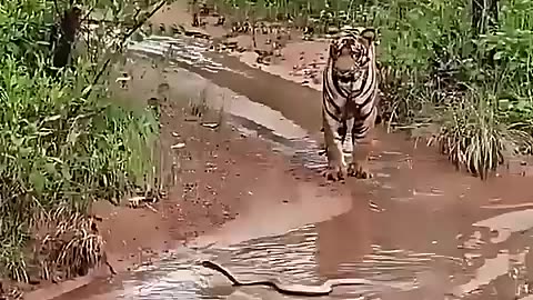 Amazing: Cats Outsmart Snakes with Lightning Reflexes! #trending #animals #wildl