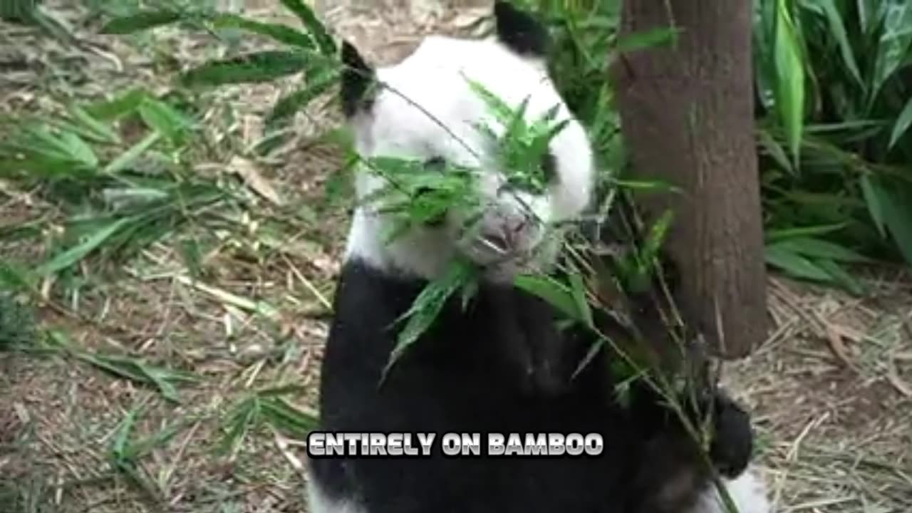 The Giant panda : the ICONIC black and white bear of China