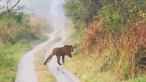 A Tiger Stops And Hides From Elephants Who Are Crossing The Road