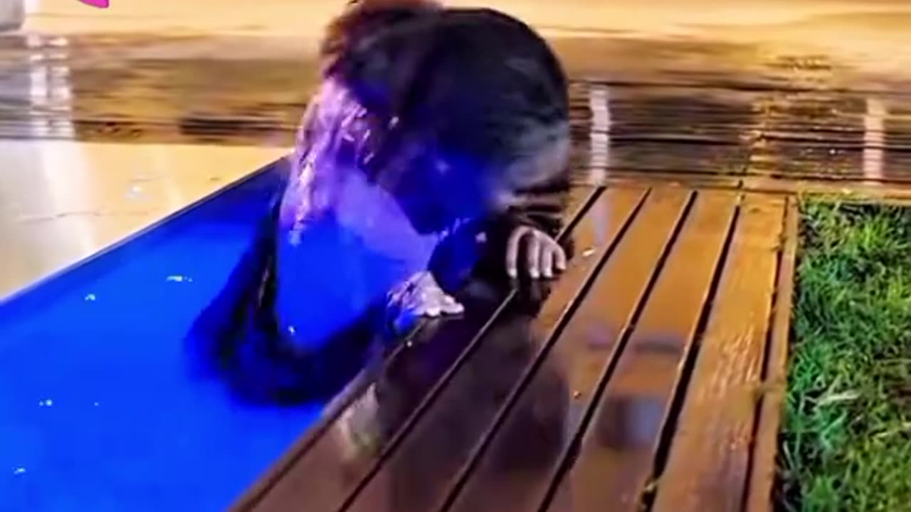 The Voice in the Walls