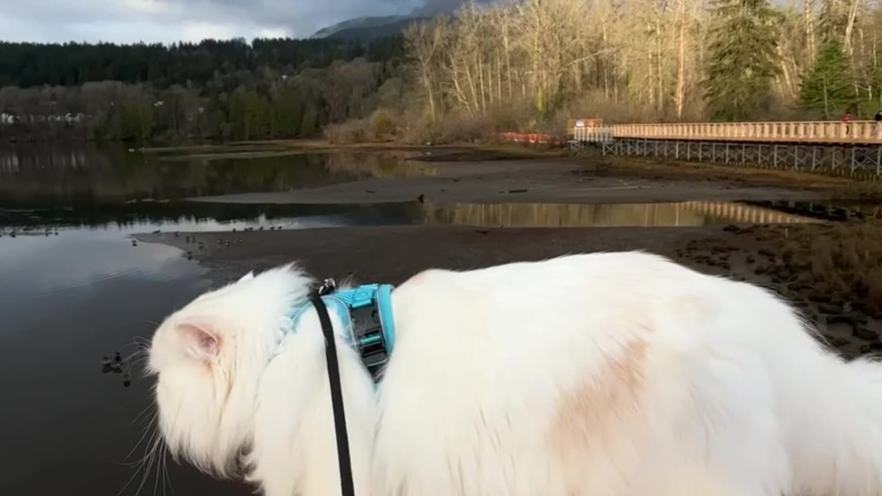 Cat Finds Rainbow