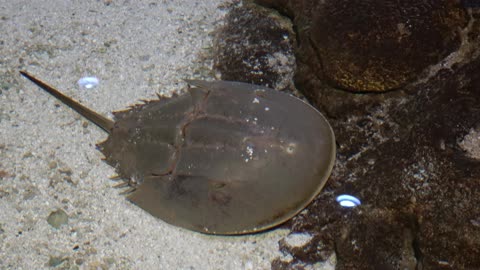 Horseshoe Crab