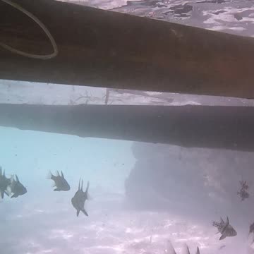 Snorkeling Through Serenity