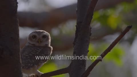 Spotted Owlet Stares With Googly Eyes – What Is It Thinking?