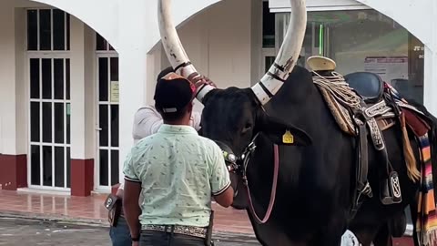 Enlarging a Bull's Horns for the Vibes