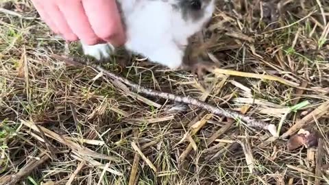 unik kaninunge – vit med charmiga färgfläckar 🐇