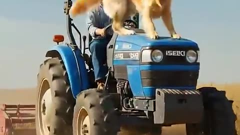 Brave Golden Retriever Prevents Accident That Could Harm His Pup