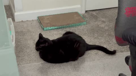 Cute Precious Piper Warns Visitors About the Carpet Protector - My Adopted Shelter Cat Vlog