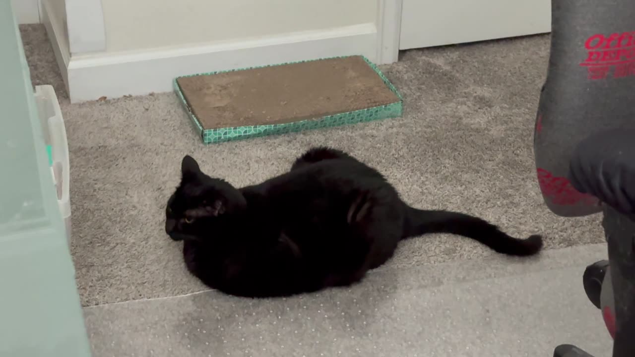 Cute Precious Piper Warns Visitors About the Carpet Protector - My Adopted Shelter Cat Vlog