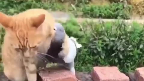 this pigeon comes every day to visit this cat and this is what happens.😺🤣