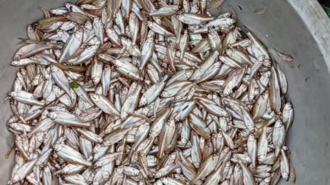 Huge Silver Fish Supply Hits the Market! What Buyers Should Know Today