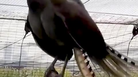 THE IMPRESSIVE LYLEBIRD