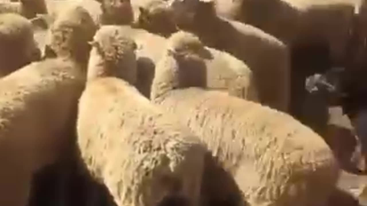 When you lied in your CV 😂