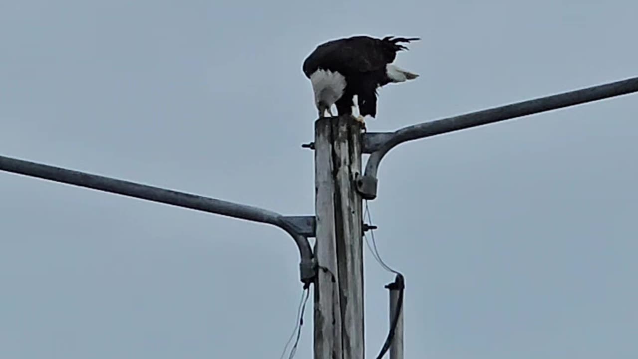Eagle Defends Its Catch from Aggressive Ravens