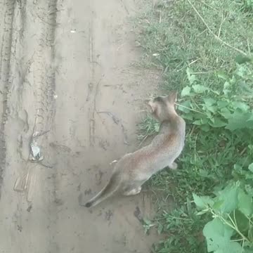 Real cat is very funn