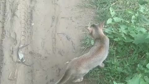 Real cat is very funn