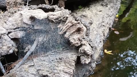 Spider Web