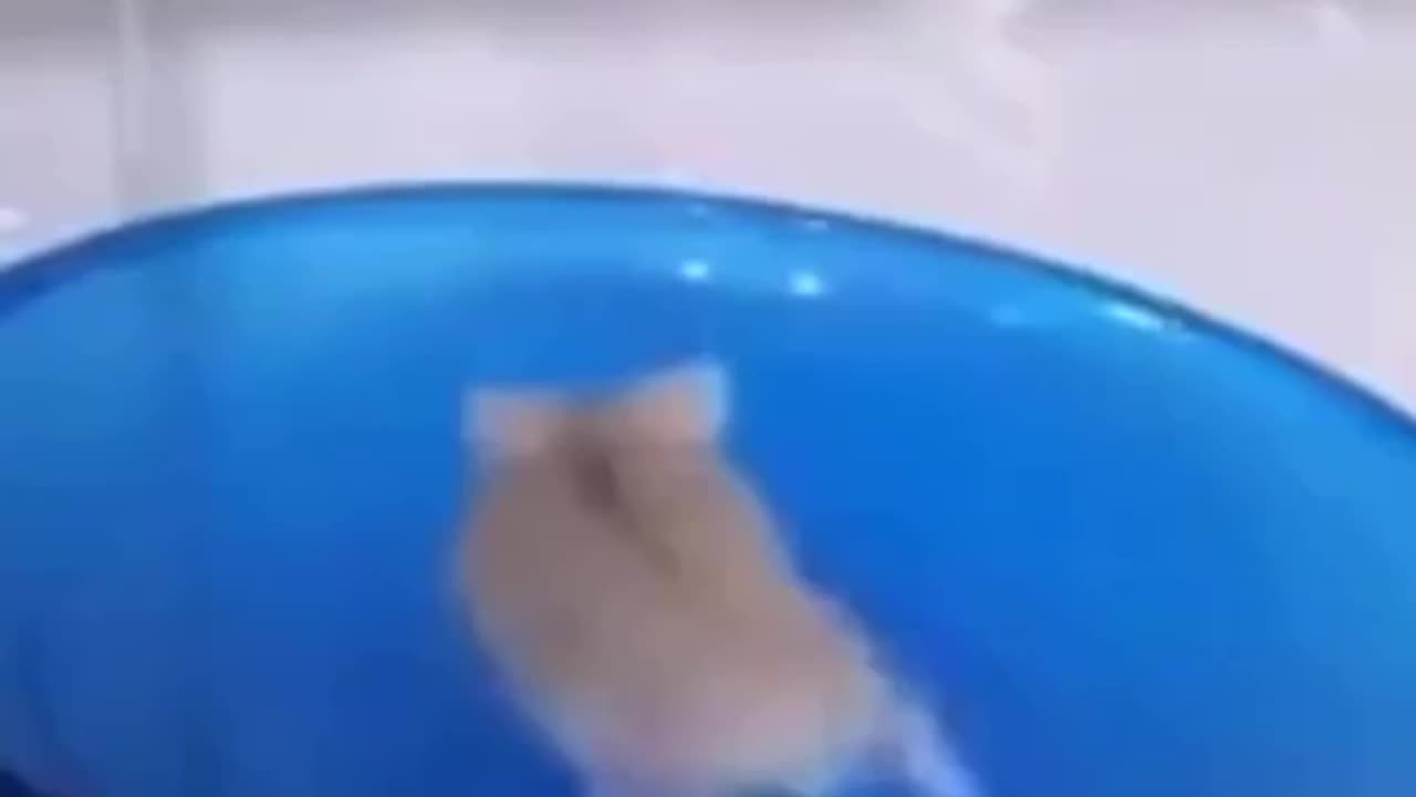 funny Animal
