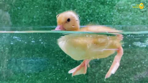Find colorful eggs, pets, aquariums, koi fish, angelfish, betta fish, goldfish, glofish tetra, etc.