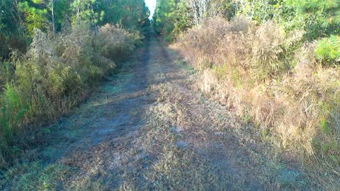 Snoopy Chasing a Bear