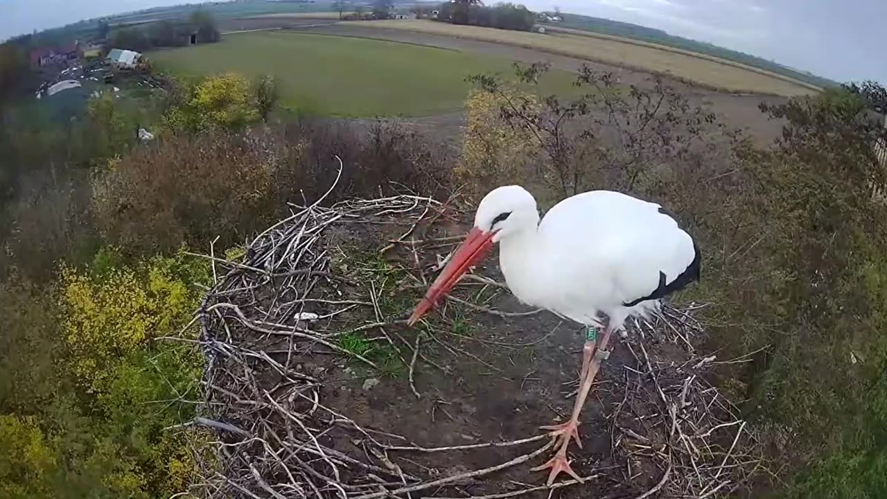 One of the storks keeps systematically steals twigs from another stork's nest 🤗
