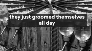 This forgotten mouse experiment is now more relatable than ever.