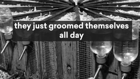 This forgotten mouse experiment is now more relatable than ever.