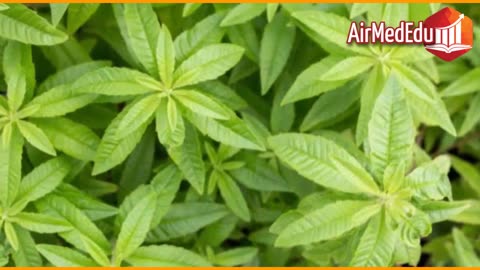 45 Beneficios de las Hojas del Cedrón