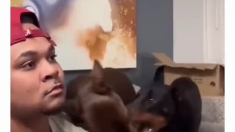 The best funny animal moment