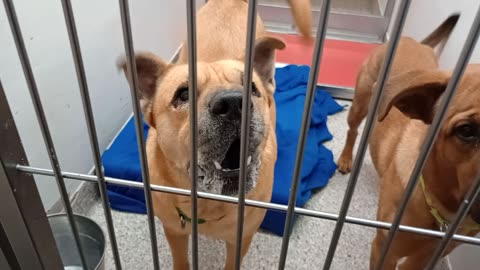 Mocha-left 7y A701189 Roger 2y A881534 kennel 200 PACC shelter seems Mocha just barks lots2025101504