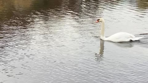 Swan