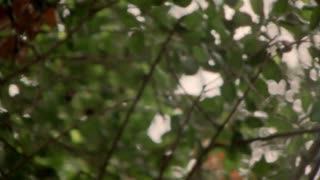 Stonefield - In The Eve 2018