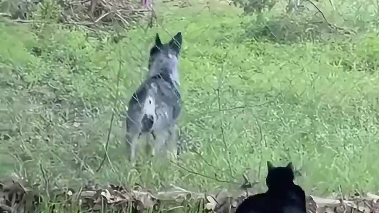 😂⚠️ BEWARE OF DOGS? This Dog Has Other Plans! | FunFM