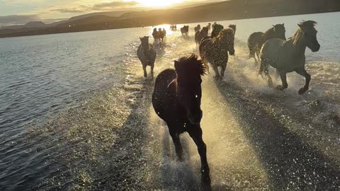 Icelandic Horses Run Across Hop Lake