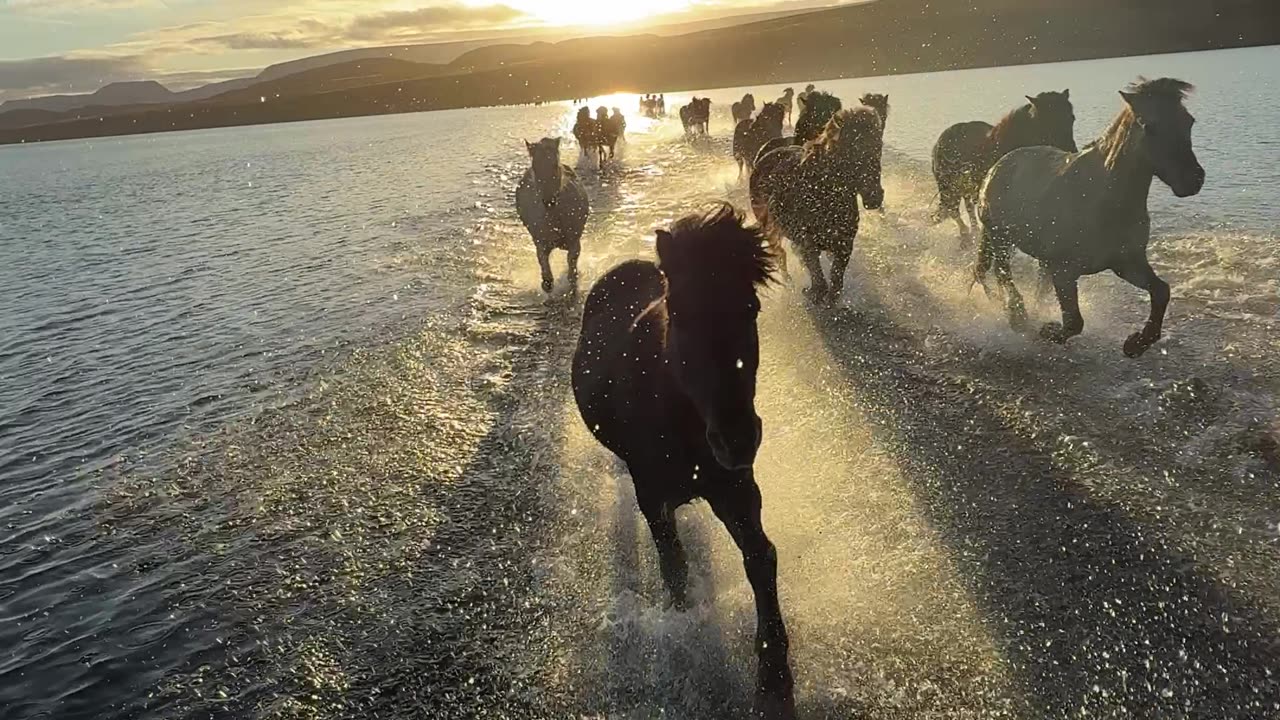 Icelandic Horses Run Across Hop Lake