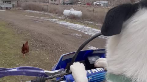 Dog Rides On Motorcycle