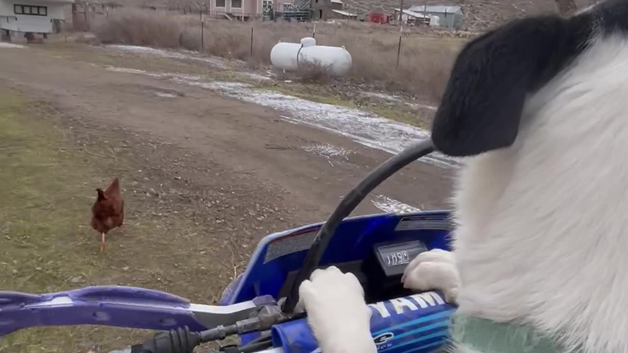 Dog Rides On Motorcycle