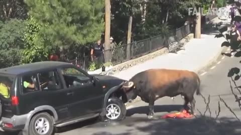 Funny moment with the Buffalo